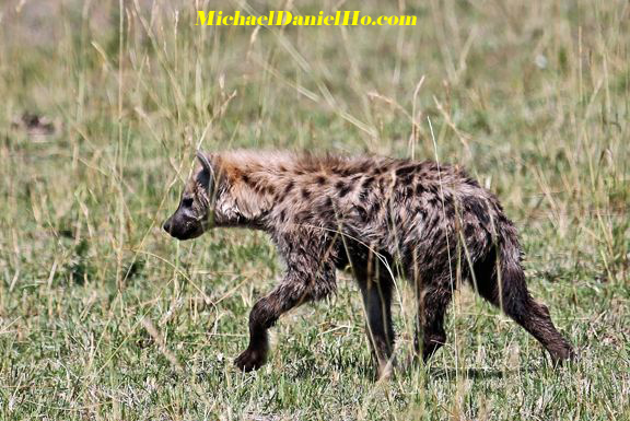 photo of Hyena in Africa