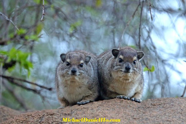 photo of two Hyrax in Africa