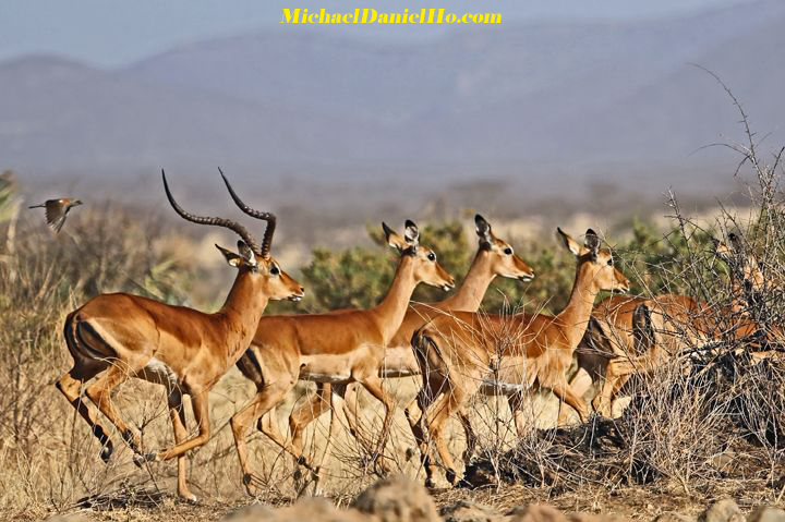 photo of Impala in Africa