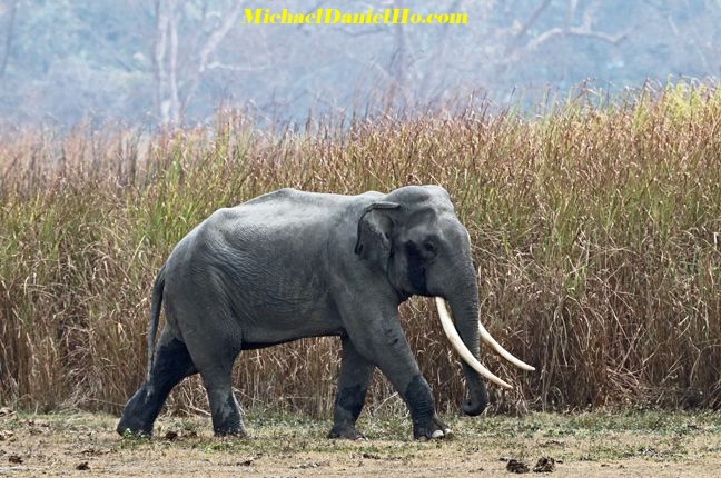 Indian elephant in India