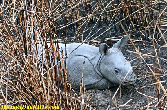 photo of indian rhino calf