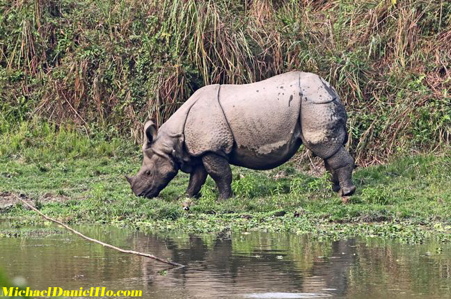 Indian Rhino drinking by the river in India