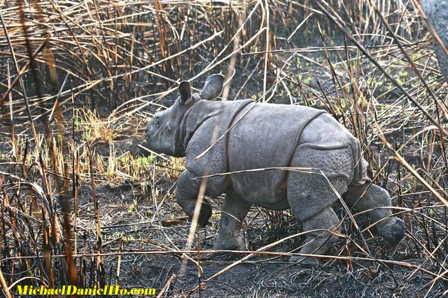 photo of indian rhino