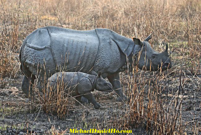 photo of Indian rhino mom and calf
