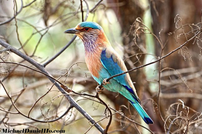 Indian roller on tree