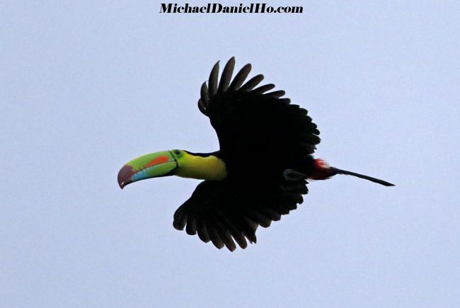 keeled-bill toucan in costa rica