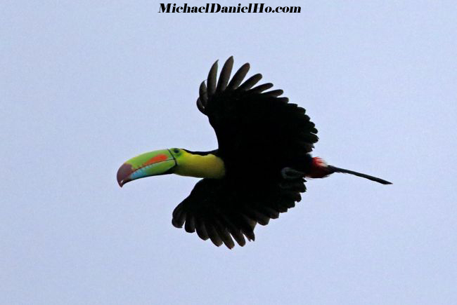 photo of keeled-bill toucan in flight