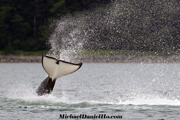 killer whale breaching in Alaska