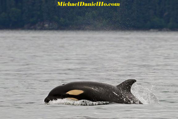  killer whale calf cruising in Alaska