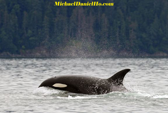  killer whale cruising in Alaska