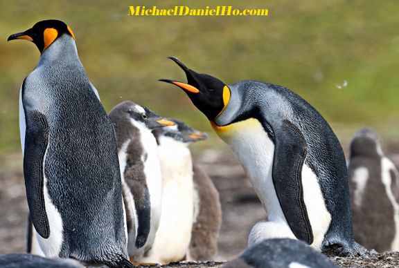 King Penguins in the Falklands