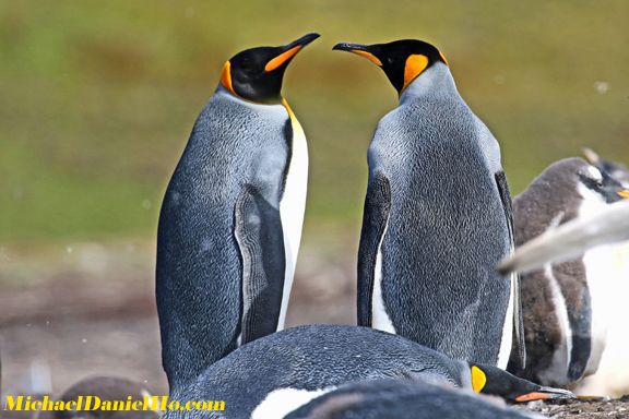 Adult King Penguins