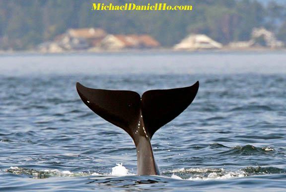 killer whale photography