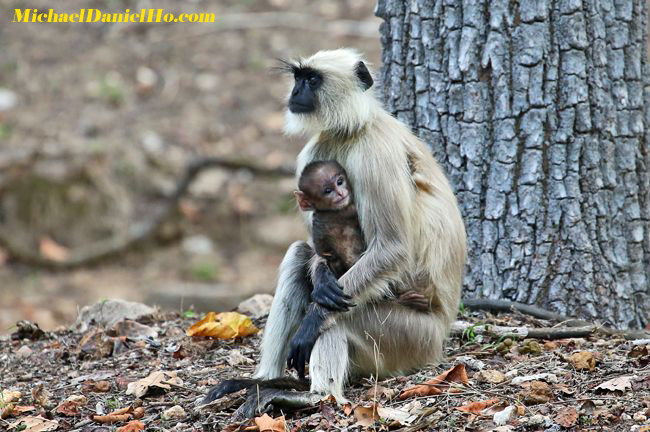 langur monkey with young in india
