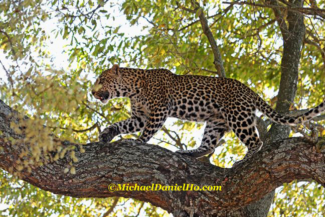 leopard in tree in South Africa