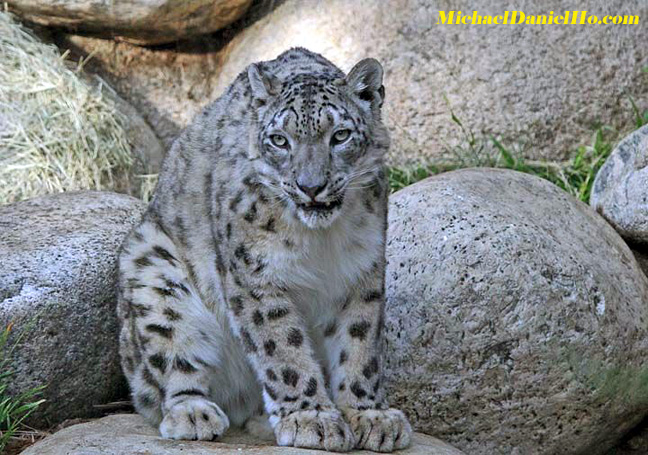 photo of Snow Leopard