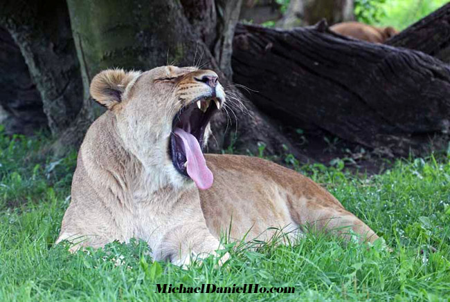 photo safari of African Lion