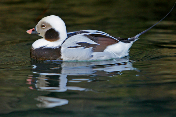 photo of long tailed duck