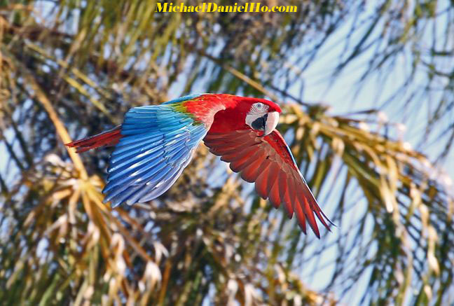 photo of Macaw