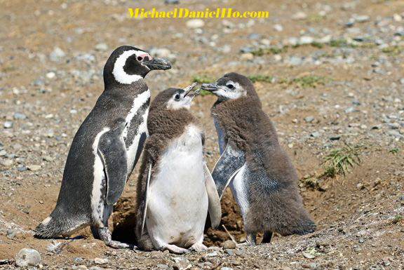 Magellanic Penguins in Chile