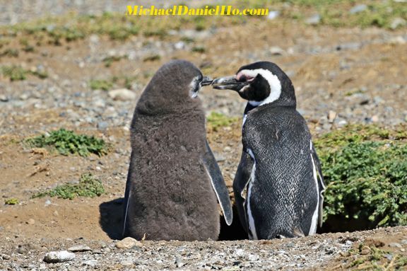 Magellanic Penguin mom and chick