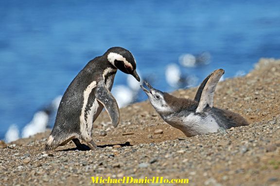Magellanic Penguin mom feeding chick