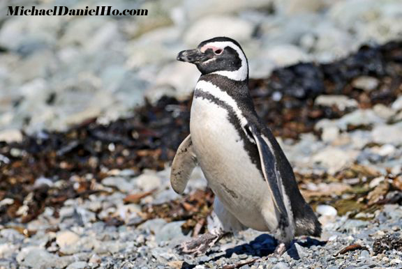 photo of Magellanic Penguin