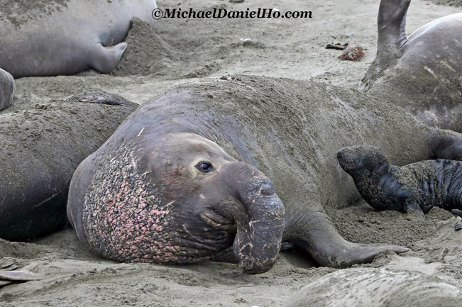 photo of male elephant seal with pup