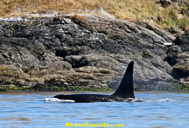 orcas, killer whale photos