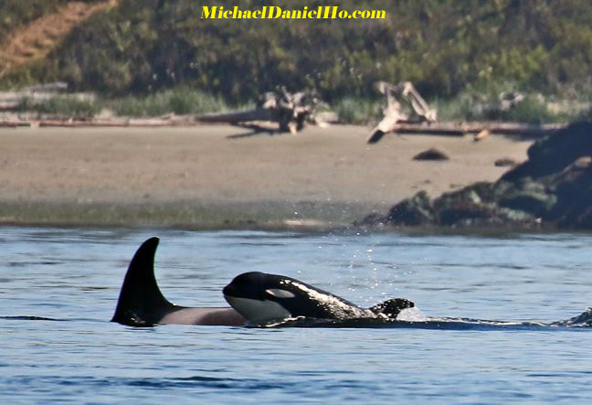 killer whale mom and calf photos
