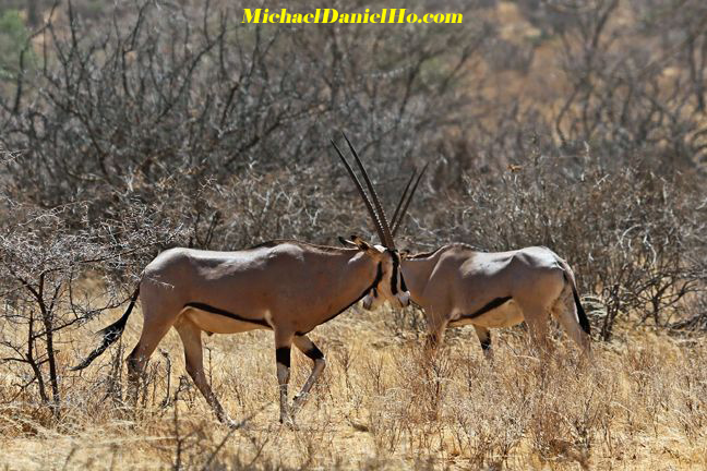 photo of two Oryx in africa