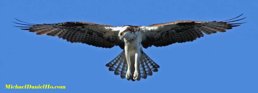osprey in flight