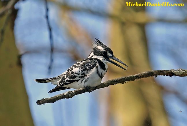 photo of pied kingfisher
