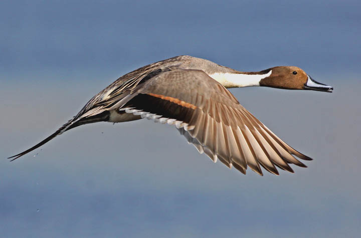Pintail Pintail