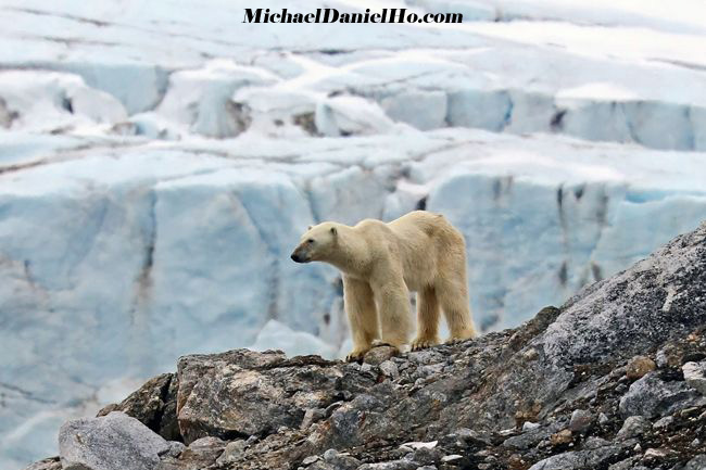 Polar Bear in Spitsbergen,the High Arctic