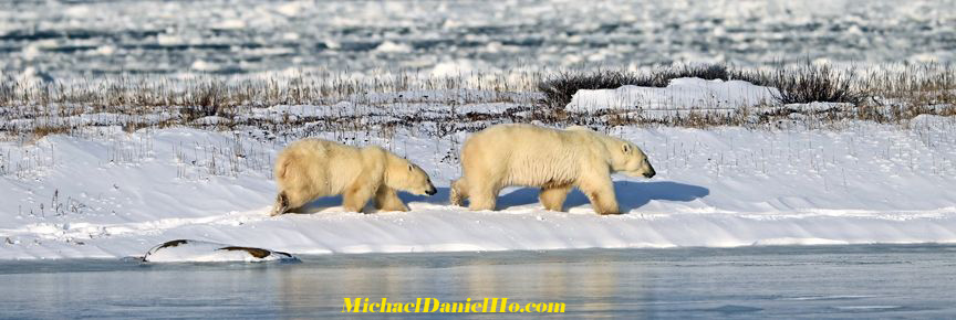 photo of polar bear mom and cub in hudson bay