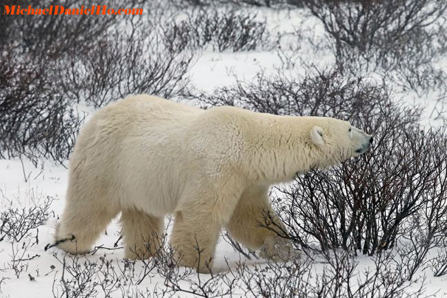 photo of polar bears in hudson bay