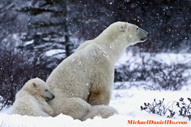 photo of polar bears