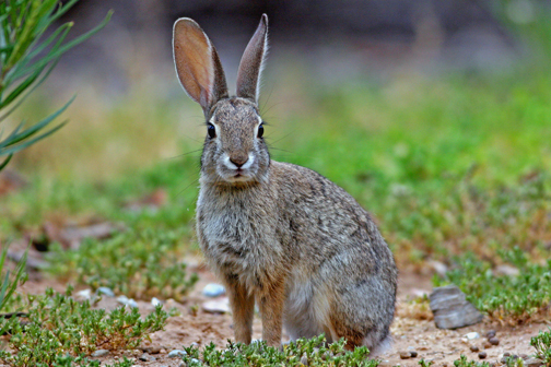 photo of rabbit