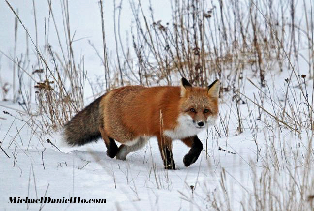 photo of red fox in tundra