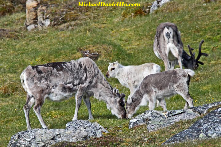 photo of reindeer calf and mother