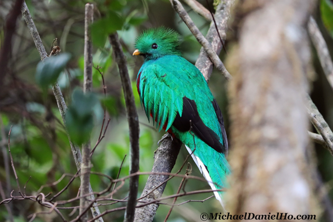 photo of Resplendent Quetzal in Costa Rica