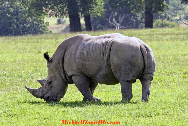 photo of white rhino