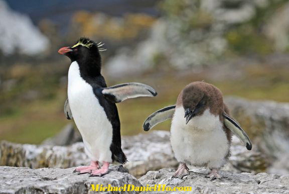Rockhopper Penguin mom and chick in the Falklands