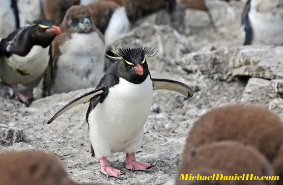 Adult Rockhopper Penguins