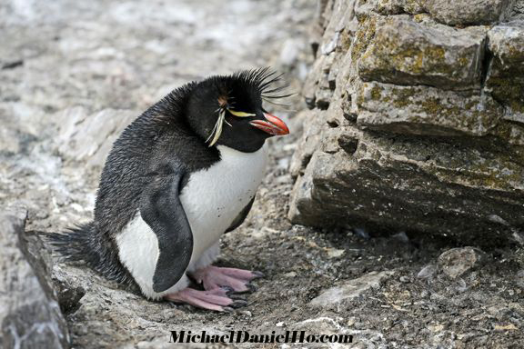 photo of Rockhopper Penguin