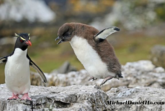 Rockhopper penguin mother and chick