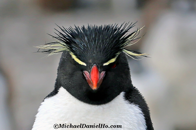 rockhopper Penguin portrait in the Falklands