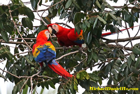 photo of Scarlet Macaws in Costa Rica