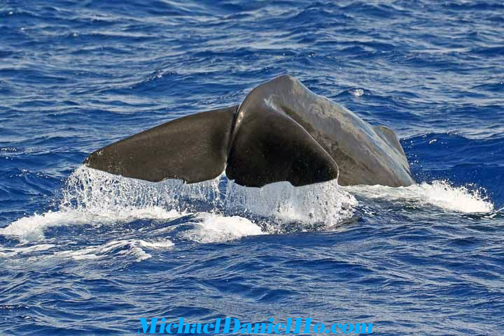 Humpback whale